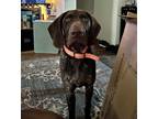 Adopt Bubba a Brown/Chocolate - with White German Shorthaired Pointer / Mixed