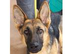 Adopt PUPPY PIPER a Tan/Yellow/Fawn - with Black German Shepherd Dog / Mixed dog