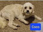 Adopt Coco a White Poodle (Miniature) / Mixed dog in Ft Lupton, CO (39144367)