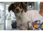 Adopt Ned a Tan/Yellow/Fawn Spaniel (Unknown Type) / Mixed dog in Paducah