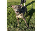 Adopt Jubilee a Gray/Blue/Silver/Salt & Pepper Terrier (Unknown Type