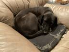 Adopt Tuxedo a Black German Shorthaired Pointer / Bloodhound / Mixed dog in