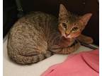 Adopt Kiara a Brown Tabby Domestic Shorthair (short coat) cat in Sykesville