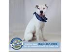 Adopt Brody a White - with Tan, Yellow or Fawn Boxer / Mixed dog in Greenville