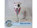 Adopt Patches a White - with Tan, Yellow or Fawn Staffordshire Bull Terrier /