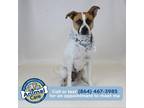 Adopt Mad Hatter a White - with Tan, Yellow or Fawn Jack Russell Terrier / Mixed