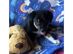 Adopt Haiku a Black Australian Shepherd / Mixed dog in Normal, IL (39134632)