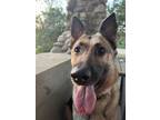 Adopt Sonny a Brown/Chocolate - with Tan German Shepherd Dog / Mixed dog in