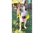 Adopt Thor a Bull Terrier / Mixed dog in Fort Myers, FL (39159417)