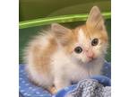 Adopt Giddy/AC 24658 F a Domestic Mediumhair / Mixed (short coat) cat in