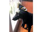 Adopt Rocky a Black Labrador Retriever / Mixed dog in Apex, NC (39083322)