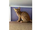 Adopt Ruler a Orange or Red Tabby Domestic Shorthair (short coat) cat in Tucson