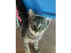 Adopt Gracie a Brown Tabby Domestic Shorthair (short coat) cat in Davidson