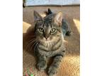 Adopt Brandi a Brown Tabby Domestic Shorthair (short coat) cat in Davidson