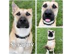 Adopt Scrappy a Black Mouth Cur / Mixed dog in Pierceton, IN (39139634)