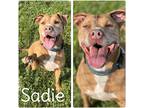 Adopt Sadie - Sponsored a American Staffordshire Terrier / Mixed dog in