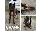 Adopt Champ a Dutch Shepherd / Belgian Malinois / Mixed dog in Pierceton