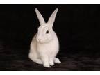 Adopt Latte a Other/Unknown / Mixed (short coat) rabbit in Scotts Valley