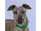 Adopt Orla a Brindle Greyhound / Mixed dog in Woodinville, WA (39159309)