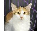 Adopt Cali a Domestic Shorthair / Mixed (short coat) cat in Duncan