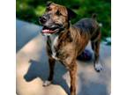 Adopt Taz/Trouble a Brindle Boxer / Mixed dog in St. Peters, MO (39159185)