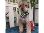 Adopt Mr. Taco a Gray/Silver/Salt & Pepper - with Black Schnauzer (Standard) /