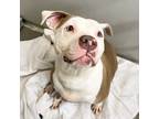 Adopt Dori a American Pit Bull Terrier / Mixed dog in Des Moines, IA (39145791)