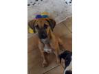 Adopt Arjay a Hound (Unknown Type) / Mountain Cur / Mixed dog in El Dorado