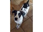 Adopt Zeejay a Hound (Unknown Type) / Mountain Cur / Mixed dog in El Dorado