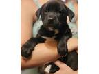Adopt Mercedes a Labrador Retriever / Mixed dog in El Dorado, AR (39139081)