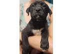 Adopt Schneider a Labrador Retriever / Mixed dog in El Dorado, AR (39139080)