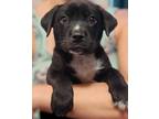 Adopt Big Rig a Labrador Retriever / Mixed dog in El Dorado, AR (39139079)