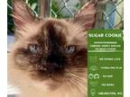 Adopt Sugar Cookie a Cream or Ivory Siamese cat in Arlington, WA (39145294)