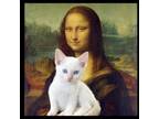 Adopt Mona Lisa a Orange or Red Siamese / Mixed cat in Huntsville, AL (39159099)
