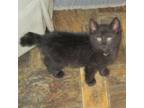 Adopt Gumball a All Black Domestic Shorthair / Mixed cat in Rochester