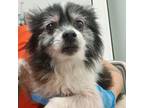 Adopt Mermaid a Brown/Chocolate Pomeranian / Mixed dog in Westminster