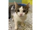 Adopt Dana a Domestic Shorthair / Mixed cat in Fresno, CA (39156839)