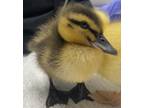 Adopt Taffy a Duck bird in Escondido, CA (39156746)