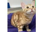 Adopt Sparky a Orange or Red Domestic Shorthair (short coat) cat in Parlier