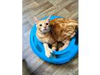 Adopt Kitten 24526 (Joey) a Orange or Red Domestic Shorthair (medium coat) cat