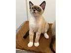 Adopt Bandit a Siamese (short coat) cat in Parlier, CA (39133580)