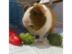 Adopt Fiona a Guinea Pig small animal in Delaware, OH (39158945)
