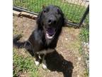 Adopt Cole a Black Collie / Mixed dog in Pineville, MO (39159003)
