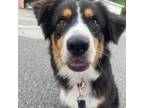 Adopt Farmer a Black Border Collie / Australian Shepherd / Mixed dog in