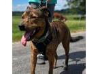 Adopt Hank a Black Mountain Cur / Mixed dog in Delaware, OH (39158947)