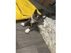 Adopt Khloe a Gray, Blue or Silver Tabby American Shorthair / Mixed (short coat)