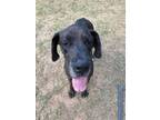 Adopt Violet a Great Dane / Mixed dog in Bullard, TX (39079217)