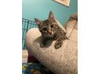 Adopt Chubbs a Domestic Shorthair / Mixed (short coat) cat in Logan