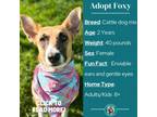 Adopt Foxy a Tan/Yellow/Fawn Australian Cattle Dog / Mixed dog in Metamora