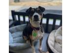 Adopt Beto a Black Jack Russell Terrier / Mixed Breed (Medium) / Mixed dog in